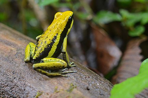 Pleasing poison frog